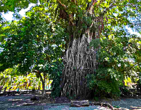  Millennium Tree (Balete Tree)