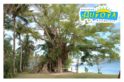 Canawer Beach, Dilasag