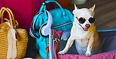 Pet-Friendly Hotels
