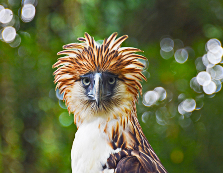 Philippine Eagle Watching