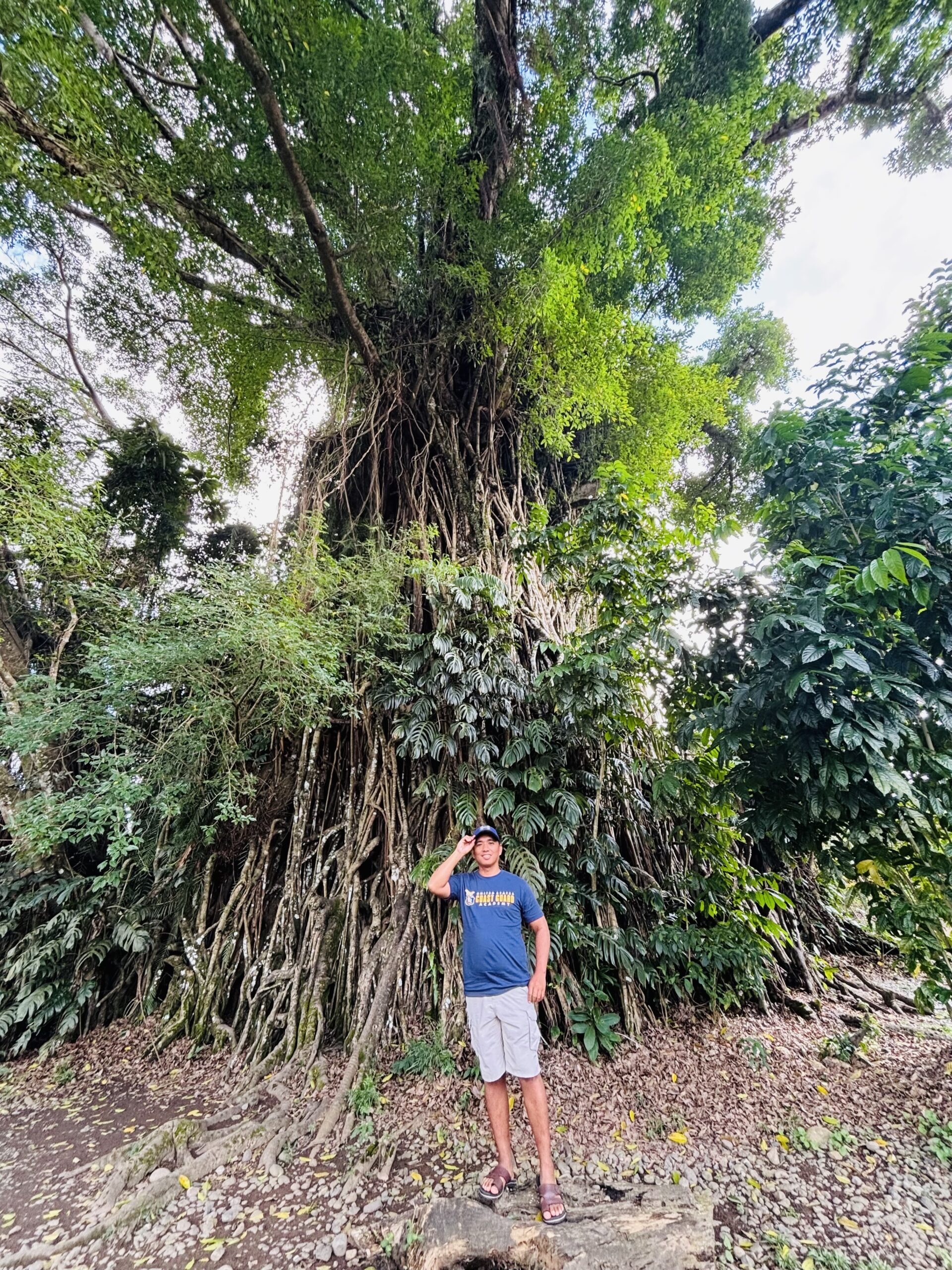 Millennium Tree (Balete Tree) – Aurora, Philippines