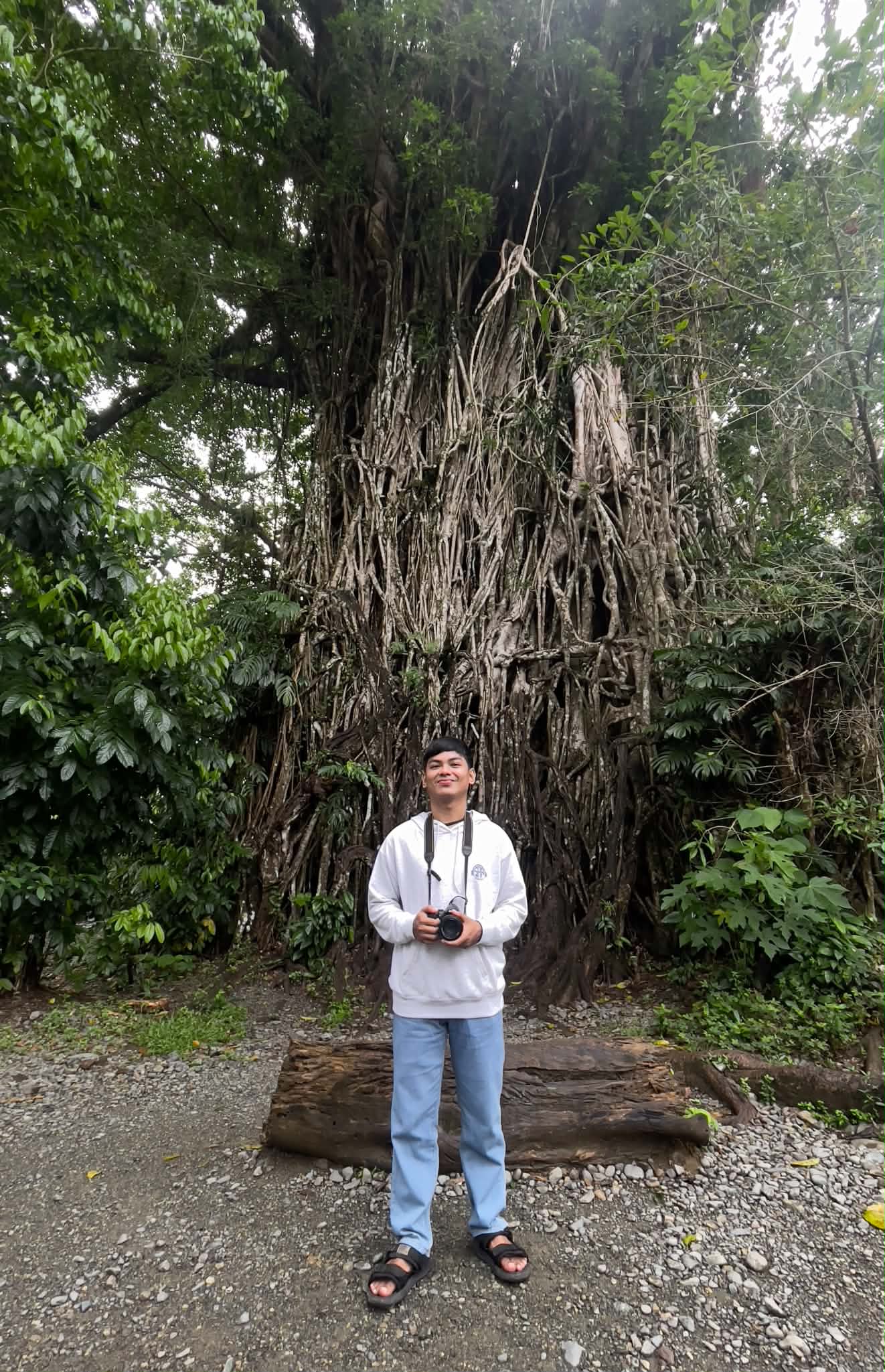 Millennium Tree (Balete Tree) – Aurora, Philippines