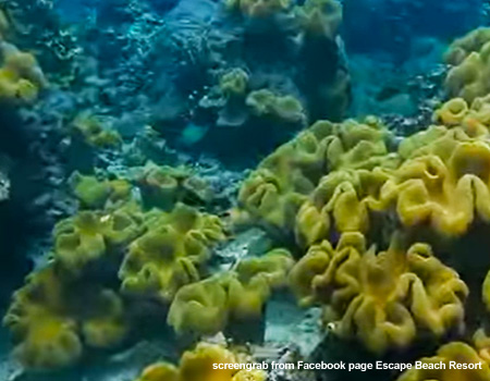 Mabudo Malaki at Maliit Fish Sanctuary